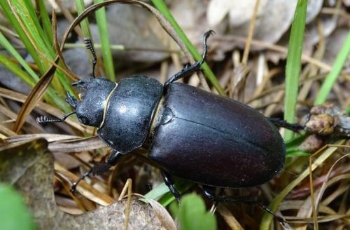 Réf. 188 056 : Lucanus cervus